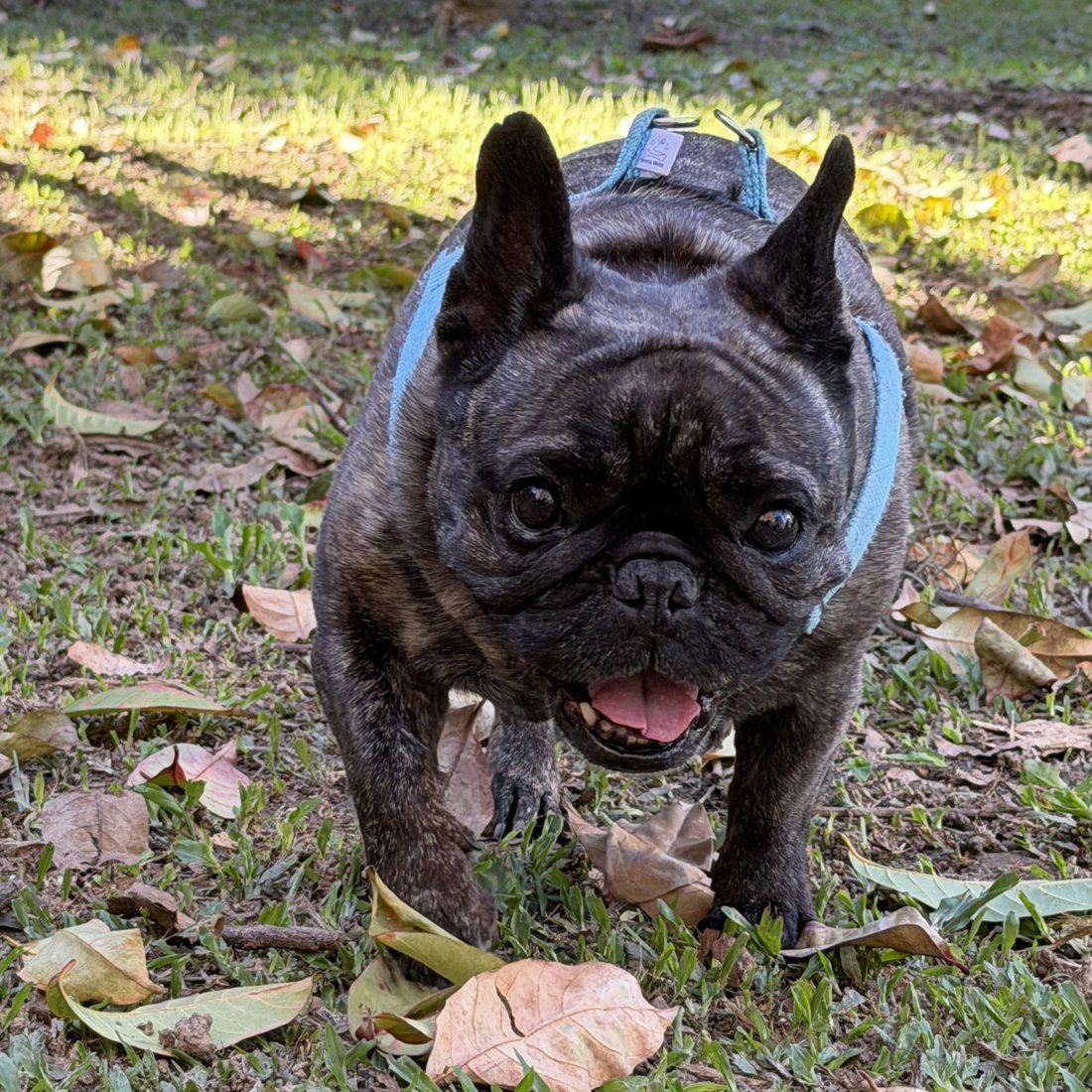 Blue, caminando en el jardín